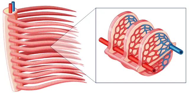 Rhabdomyolysis